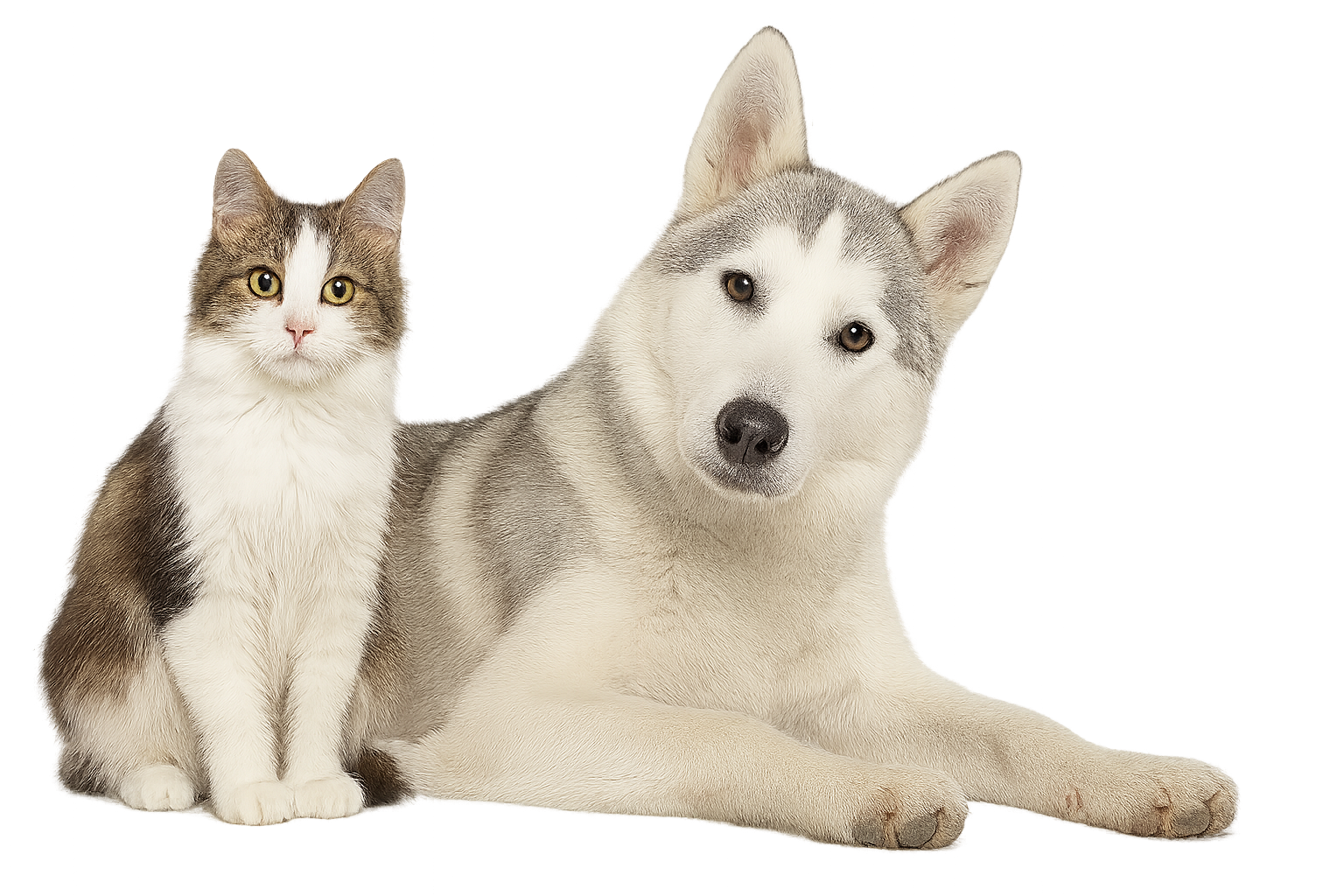 Group of dogs and a cat