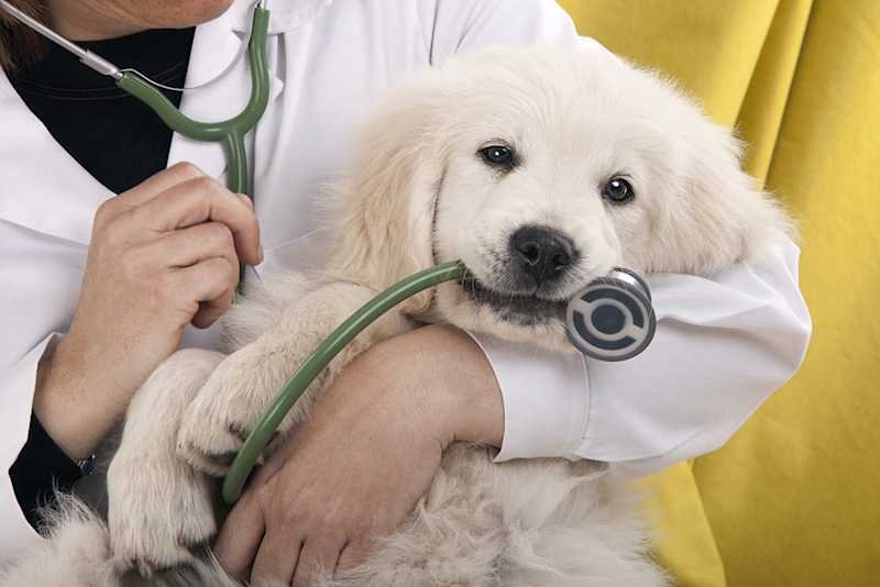 Veterinarian checking a dog